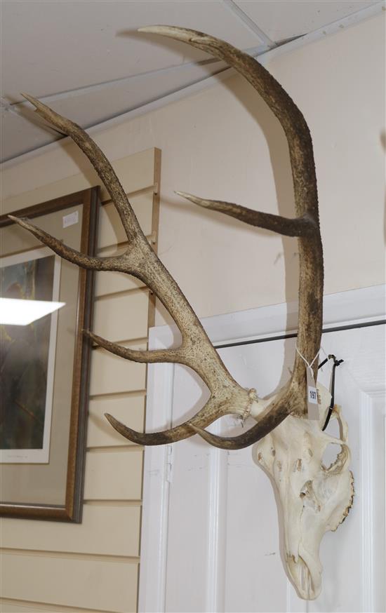 A red deer skull with antlers